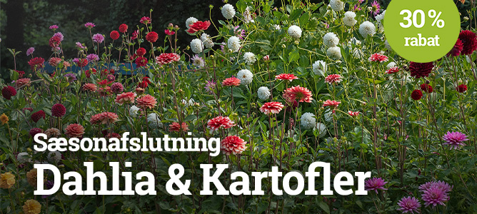 sasonafslutning