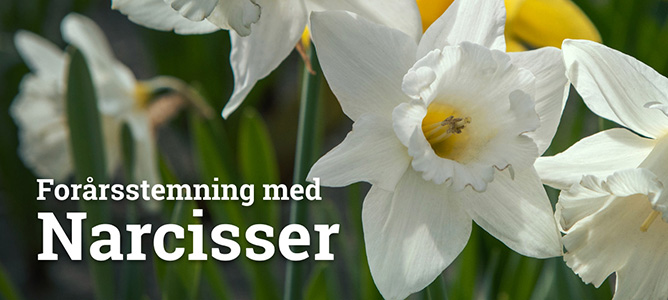 Forårsblomstrende løg