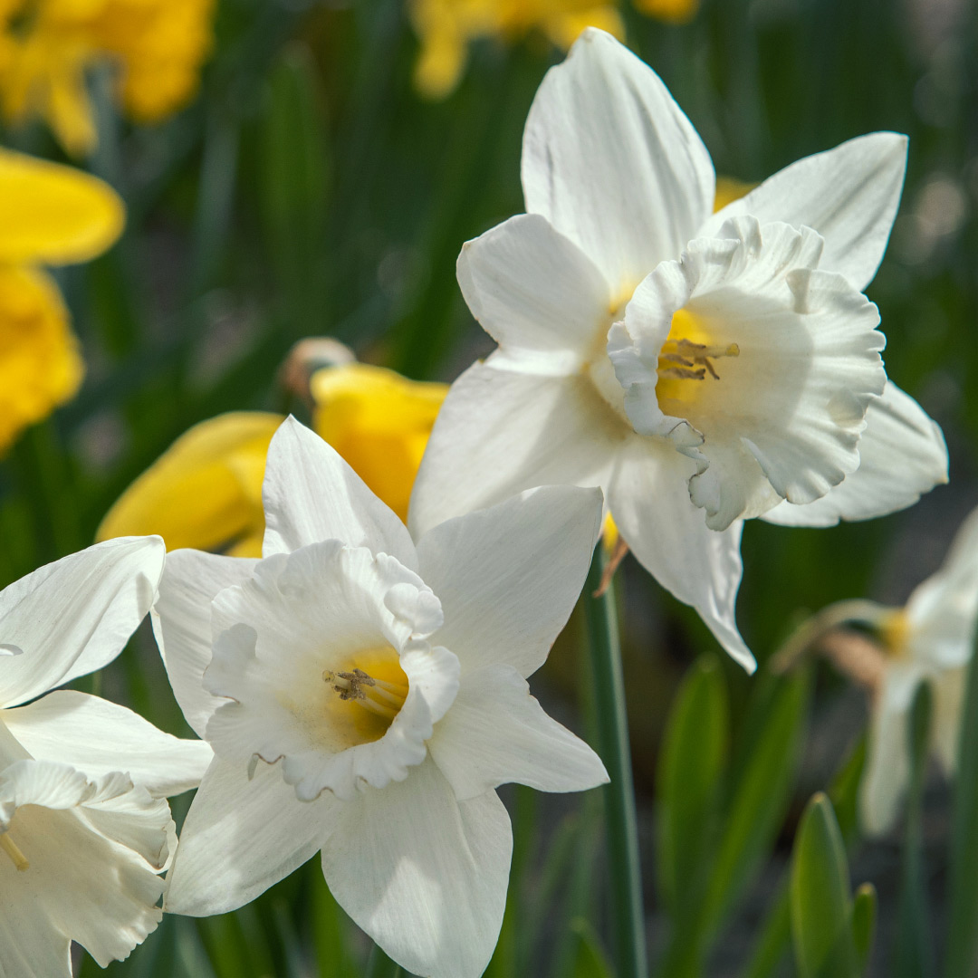 Narcisser