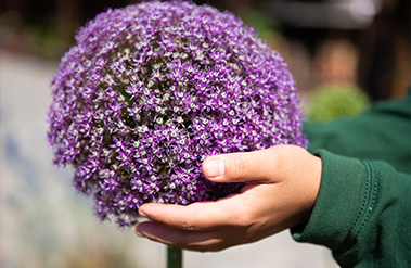 Allium