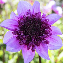 Anemone-dahlia