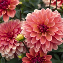 Dekorativ dahlia