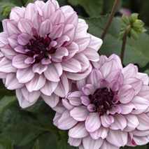 Åkandedahlia
