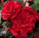 Knoldbegonie F1 'Nonstop Mocca Deep Red', Rigt blomstrende sommerpragt til blomsterbede, krukker og kasser.