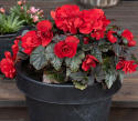 Knoldbegonie F1 'Nonstop Mocca Deep Red', Rigt blomstrende sommerpragt til blomsterbede, krukker og kasser.