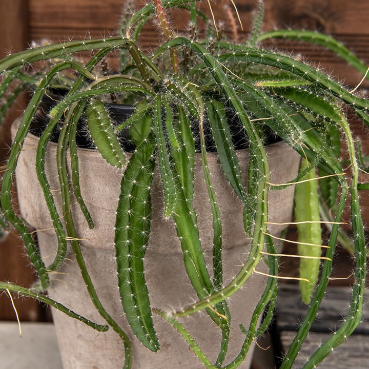 Dragefrugt, Dragefrugt, pitahaya. Hurtigtvoksende kaktus med grønne, hængende grene, op til 50 cm.