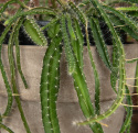 Dragefrugt, Dragefrugt, pitahaya. Hurtigtvoksende kaktus med grønne, hængende grene, op til 50 cm.