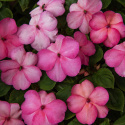 Flittiglise F1 'Balance Rose Picotee', Pastelrosa blomster med ceriserosa schatteringer ud mod kanterne.