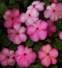 Flittiglise F1 'Balance Rose Picotee', Pastelrosa blomster med ceriserosa schatteringer ud mod kanterne.