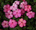 Flittiglise F1 'Balance Rose Picotee', Pastelrosa blomster med ceriserosa schatteringer ud mod kanterne.