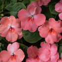 Flittiglise F1 'Balance Coral', Varmt koralrosa blomster med øje i hvidt og mørkere pink.