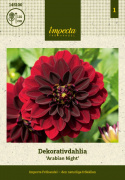 Dekorativ dahlia ''Arabian Night'' 1 stk.
