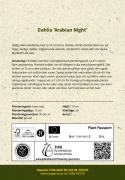 Dekorativ dahlia ''Arabian Night'' 1 stk.