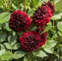 Dekorativ dahlia ''Arabian Night'' 1 stk.