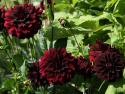 Dekorativ dahlia ''Arabian Night'' 1 stk.