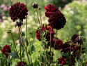Dekorativ dahlia ''Arabian Night'' 1 stk.