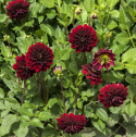 Dekorativ dahlia ''Arabian Night'' 1 stk.