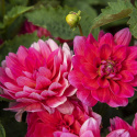 Åkandedahlia ''Berliner Kleene'' 1 stk.