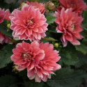 Åkandedahlia ''Berliner Kleene'' 1 stk.