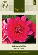 Åkandedahlia ''Berliner Kleene'' 1 stk.