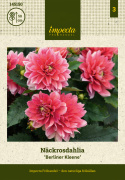 Åkandedahlia ''Berliner Kleene'' 1 stk.