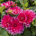 Åkandedahlia ''Berliner Kleene'' 1 stk.