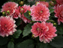 Åkandedahlia ''Berliner Kleene'' 1 stk.