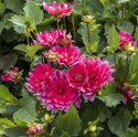 Åkandedahlia ''Berliner Kleene'' 1 stk.