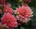 Åkandedahlia ''Berliner Kleene'' 1 stk.