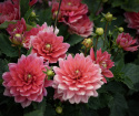 Åkandedahlia ''Berliner Kleene'' 1 stk.