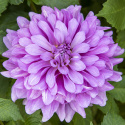 Dekorativ dahlia ''Bluetiful'' 1 stk.