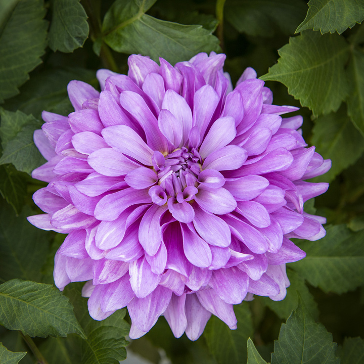 Dekorativ dahlia ''Bluetiful'' 1 stk.