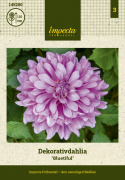 Dekorativ dahlia ''Bluetiful'' 1 stk.