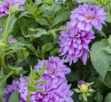 Dekorativ dahlia ''Bluetiful'' 1 stk.