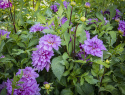 Dekorativ dahlia ''Bluetiful'' 1 stk.