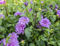 Dekorativ dahlia ''Bluetiful'' 1 stk.