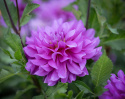 Dekorativ dahlia ''Bluetiful'' 1 stk.