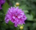Dekorativ dahlia ''Bluetiful'' 1 stk.