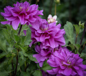 Dekorativ dahlia ''Bluetiful'' 1 stk.