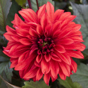 Dekorativ dahlia ''Cool Flame'' 1 stk.