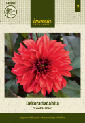 Dekorativ dahlia ''Cool Flame'' 1 stk.