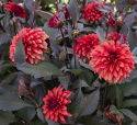 Dekorativ dahlia ''Cool Flame'' 1 stk.