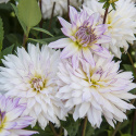 Dekorativ dahlia ''Crazy Love'' 1 stk.