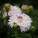 Dekorativ dahlia ''Crazy Love'' 1 stk.