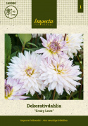 Dekorativ dahlia ''Crazy Love'' 1 stk.