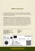 Dekorativ dahlia 'Crazy Love' 1 stk.