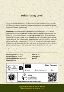 Dekorativ dahlia ''Crazy Love'' 1 stk.