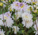 Dekorativ dahlia ''Crazy Love'' 1 stk.