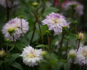 Dekorativ dahlia ''Crazy Love'' 1 stk.