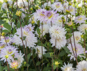 Dekorativ dahlia ''Crazy Love'' 1 stk.